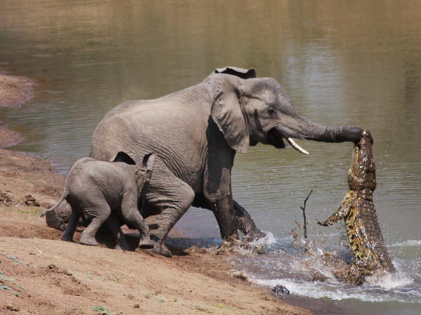 http://www.ahoodie.com/wp-content/uploads/2010/11/A-picture-of-a-Nile-crocodile-leaping-from-the-water-to-bite-an-elephants-trunk.jpg